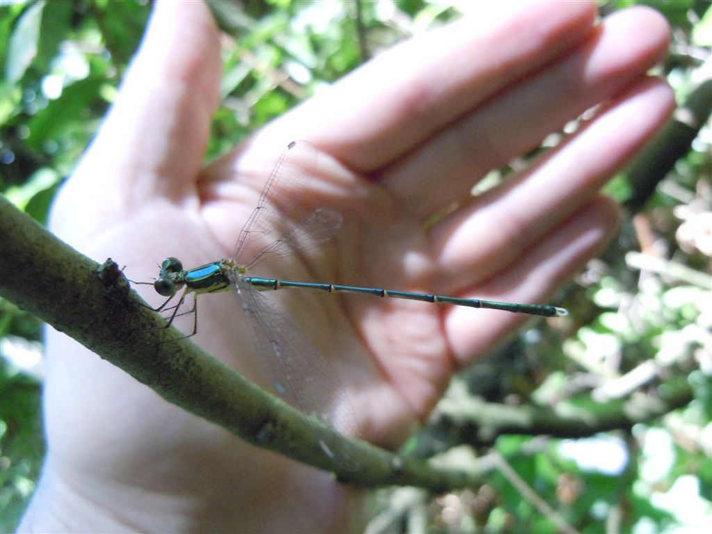 Chalcolestes viridis?    no, Chalcolestes parvidens